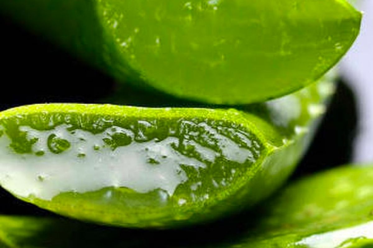 what is aloe vera good for? an herbalist lists 7 major benefits