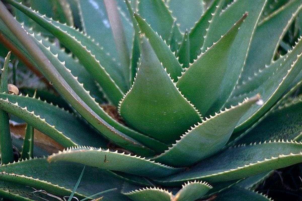 aloe vera