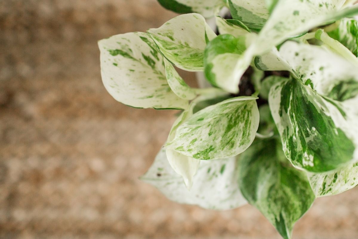 the best soil for pothos: 6 elements of the perfect blend