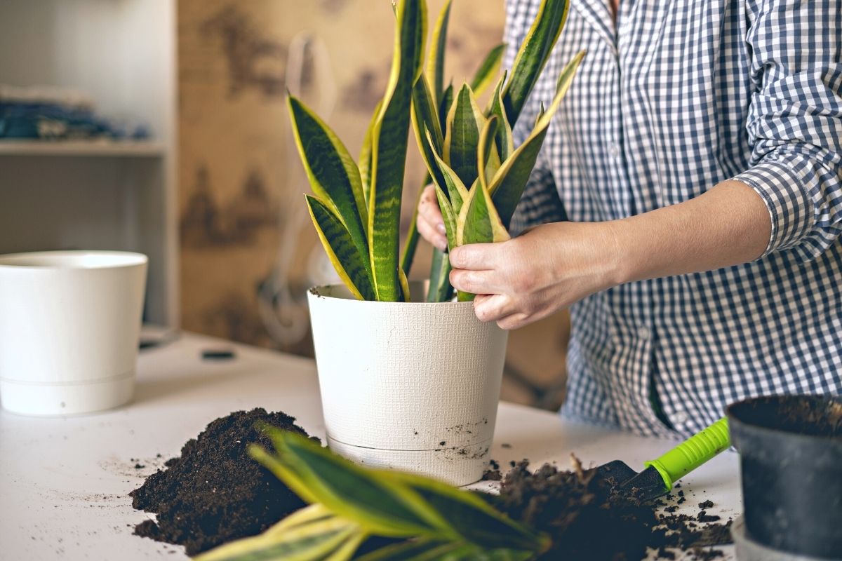 the best soil for snake plants that will keep them happy