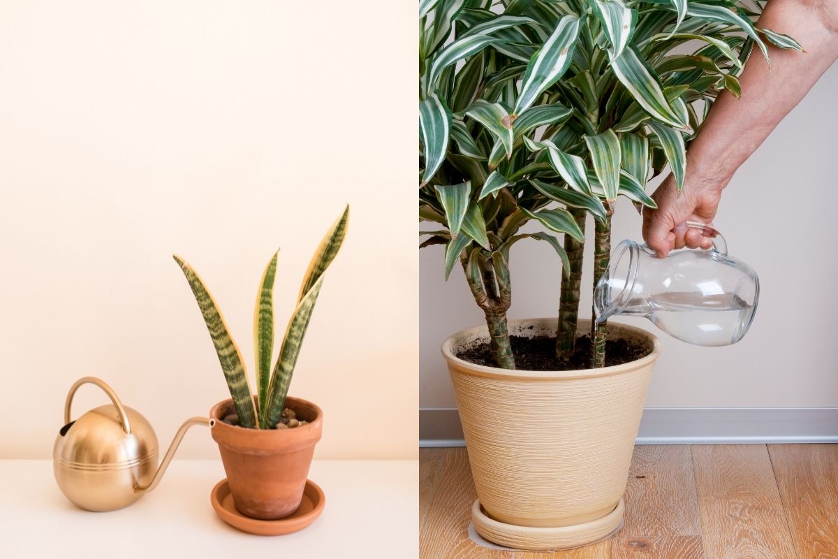 how often to water dracaena (including snake plants)