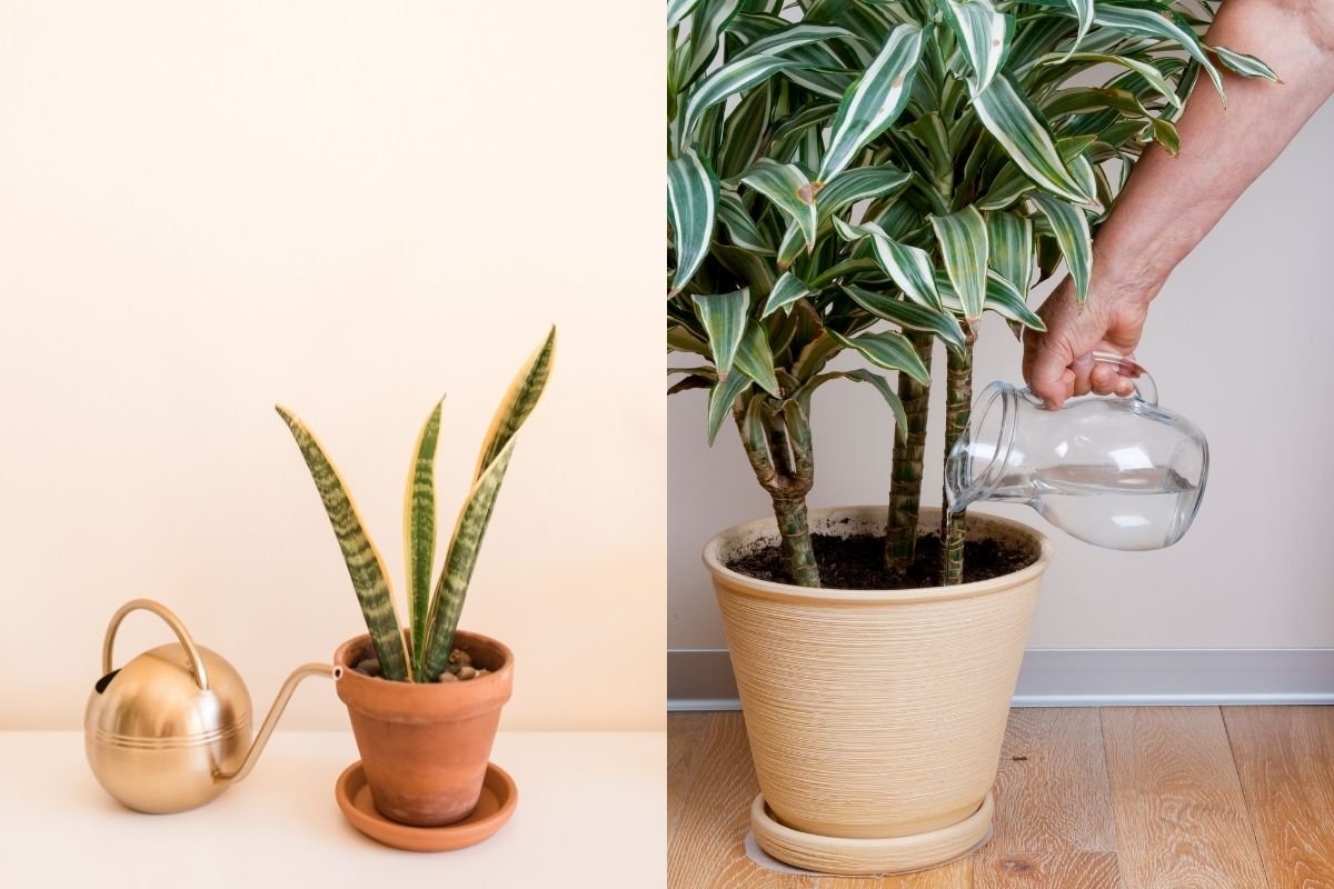 how-often-to-water-dracaena-including-snake-plants