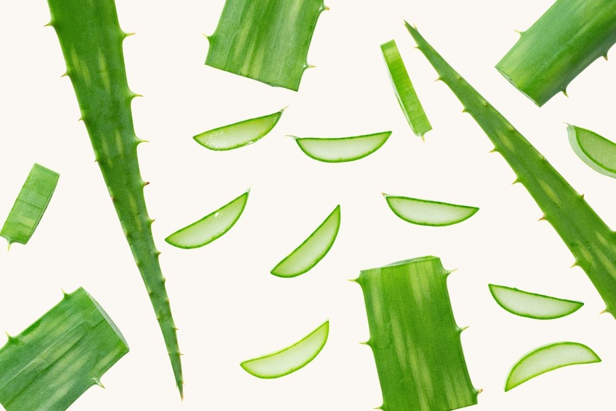 How to cut aloe vera plant without killing it