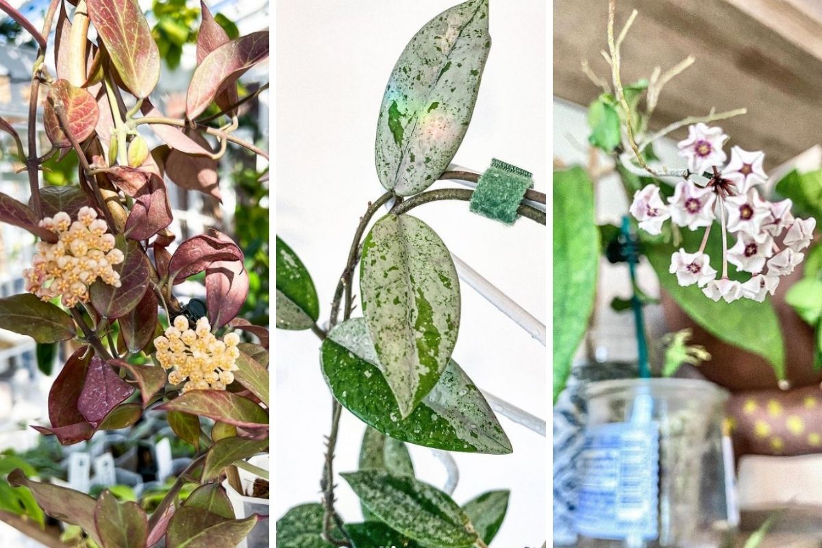 how to get a hoya plant to climb, according to experts