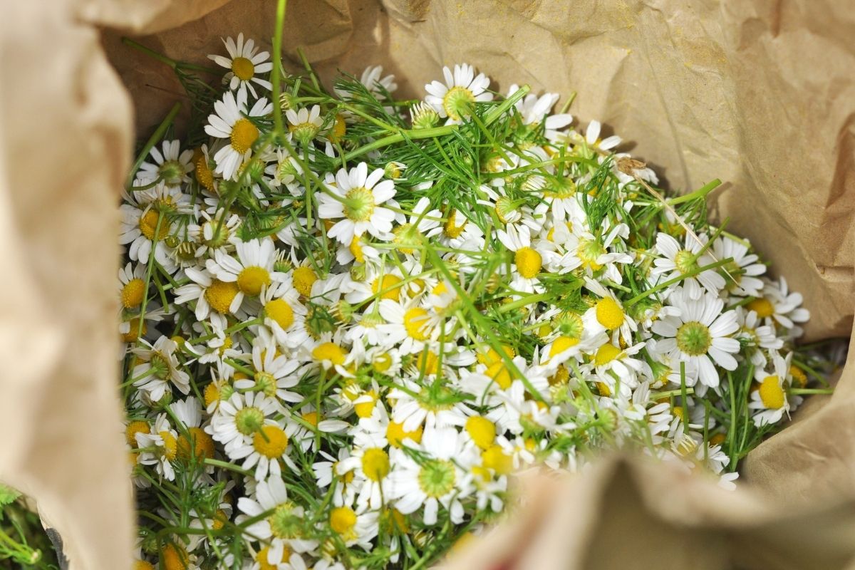how to harvest chamomile
