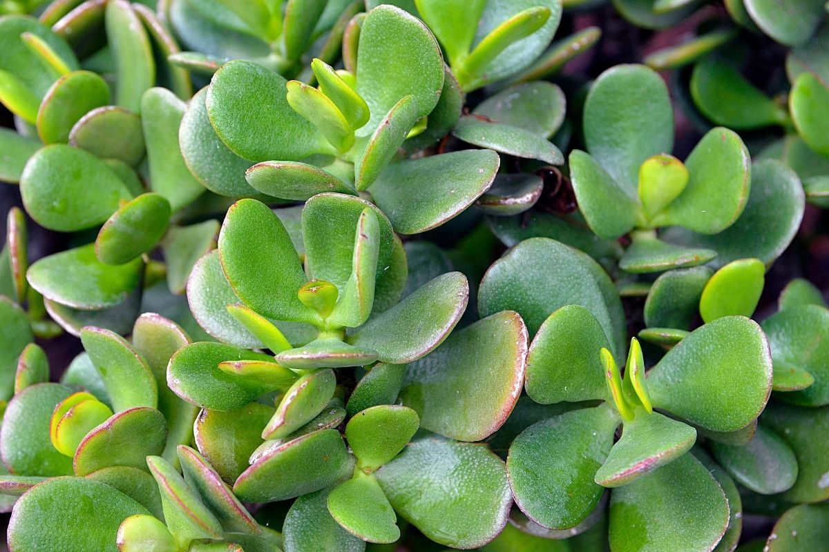 growing jade plants: how to grow them and keep them happy