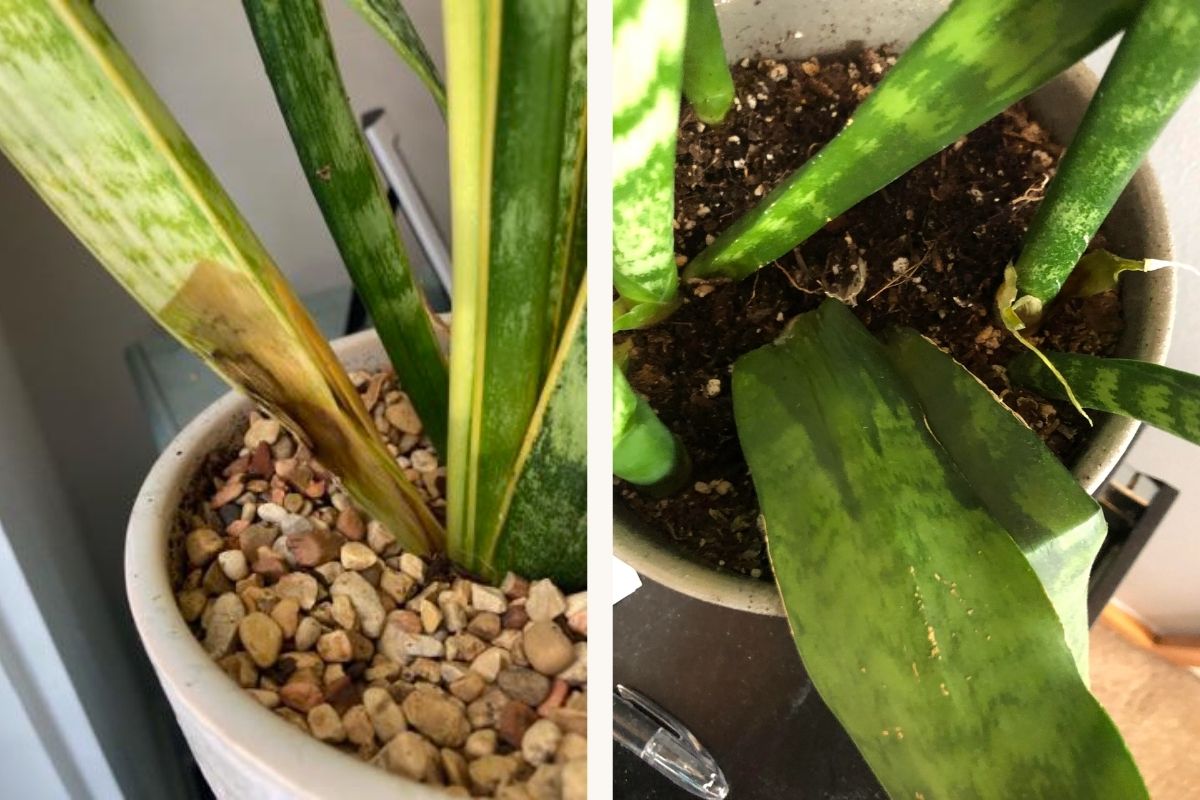how to save an overwatered snake plant