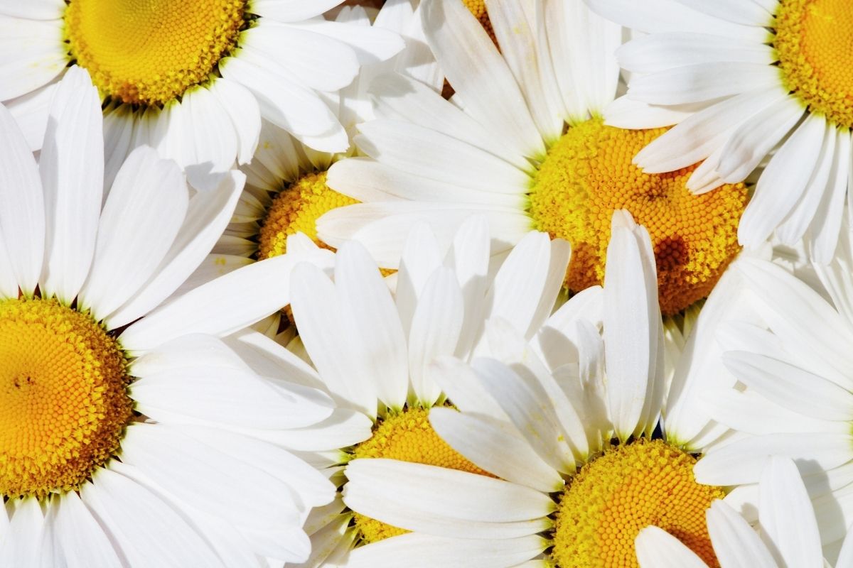 what is chamomile tea good for? an herbalist lists the benefits
