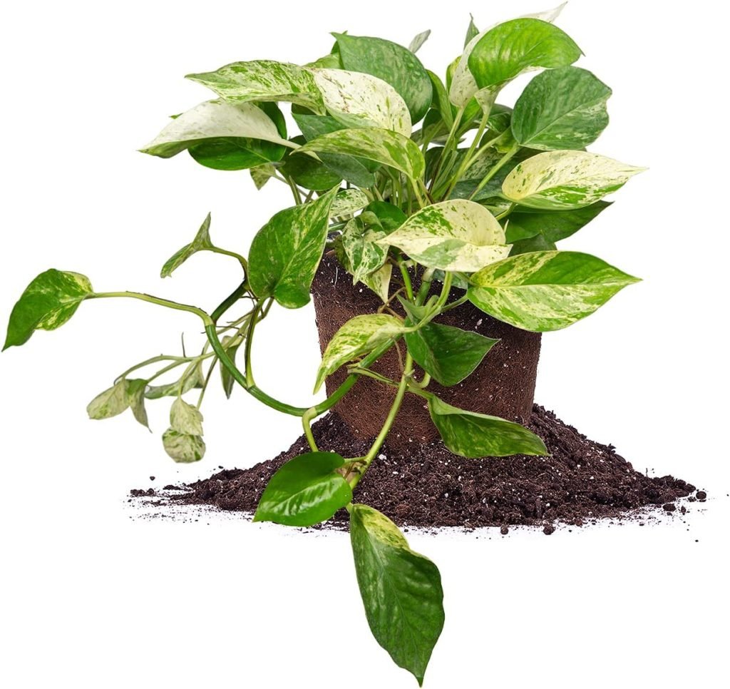 Marble Queen Pothos Care Guide