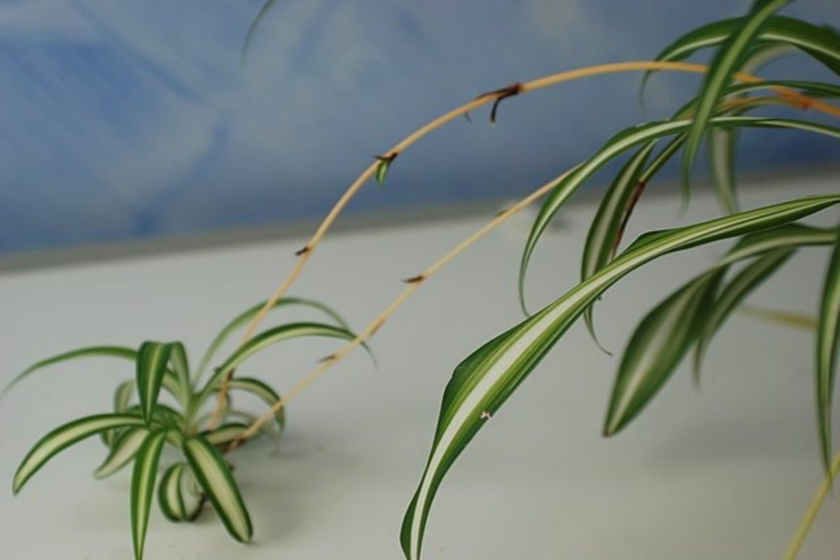 growing spider plant: how to keep them happy