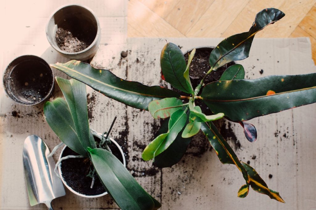 the best soil for indoor plants (and whats really in it)