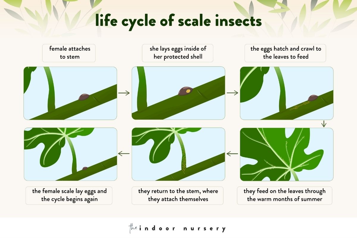 life cycle of scale insects