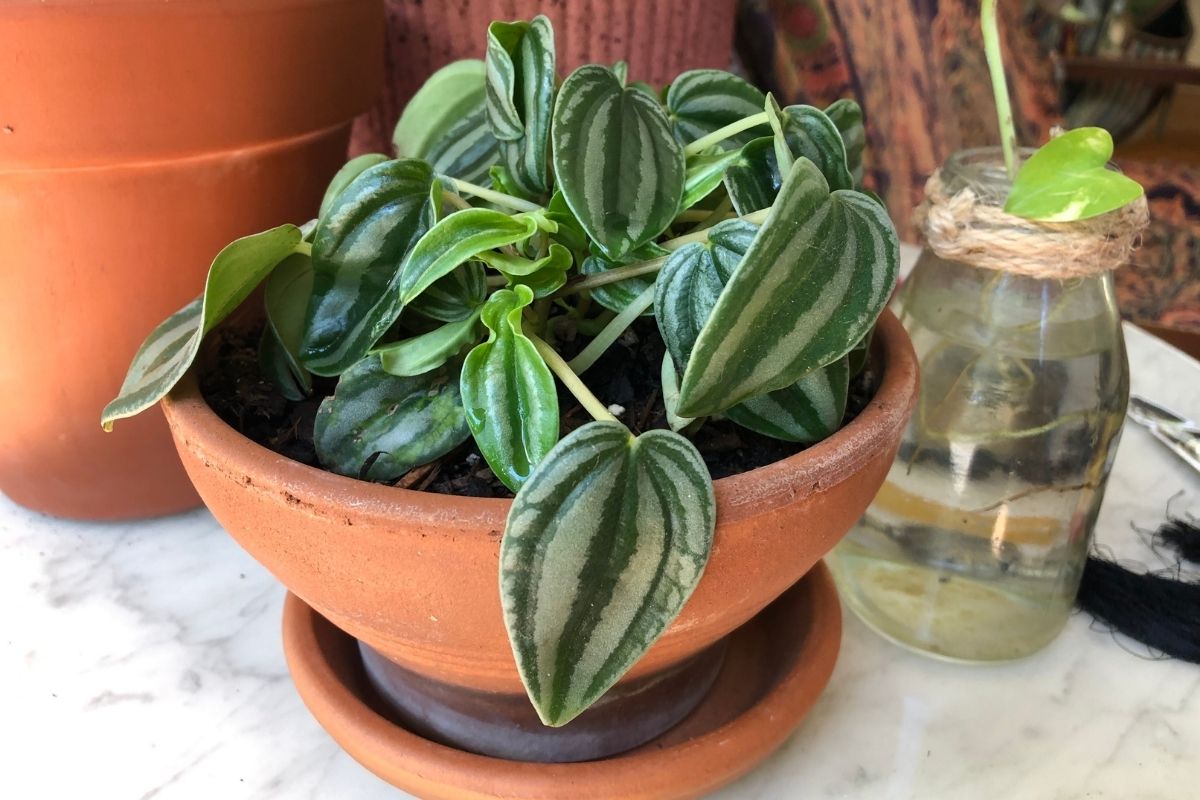 growing peperomia watermelon: how to grow them and keep them happy