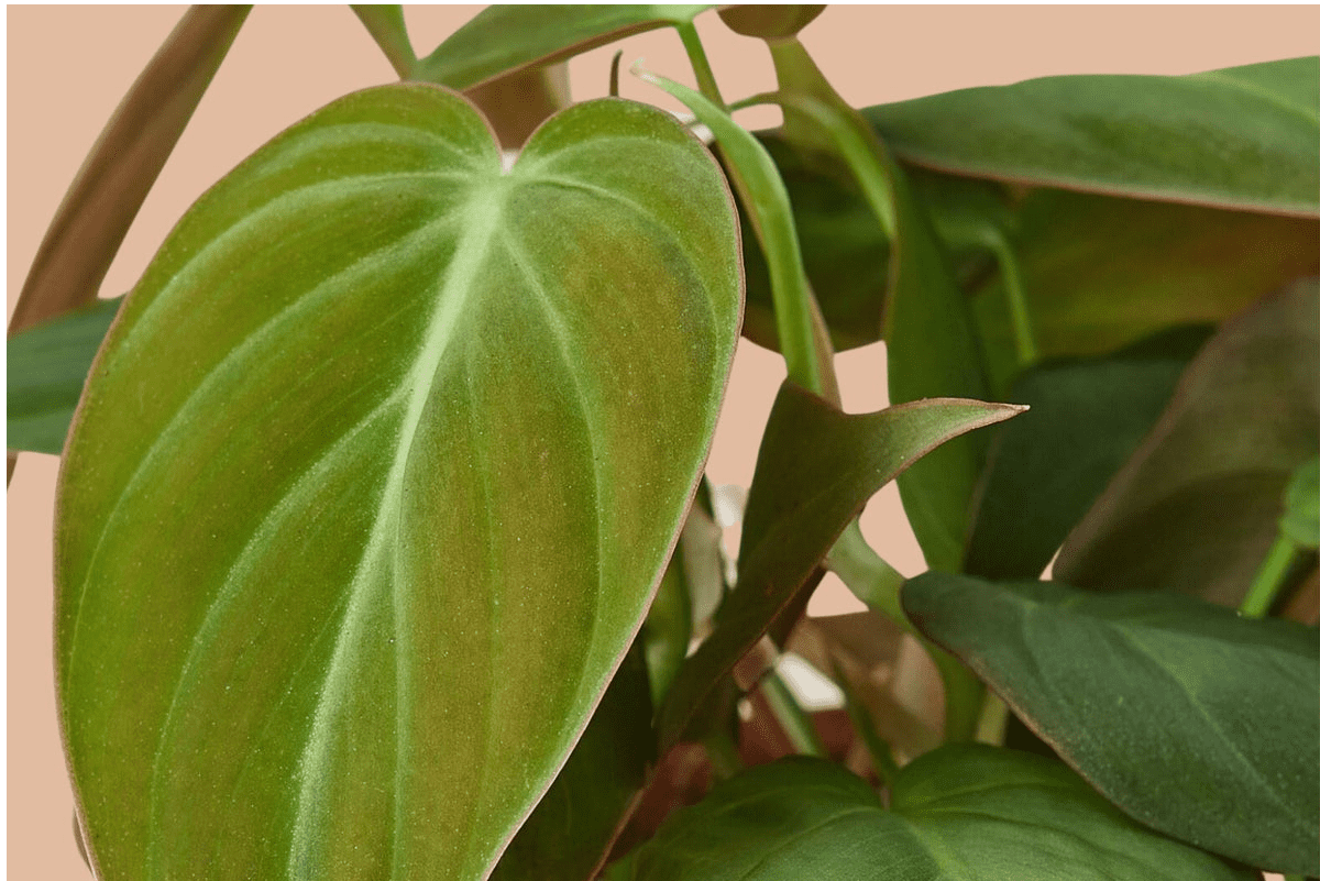 Growing Philodendron Micans Care Guide