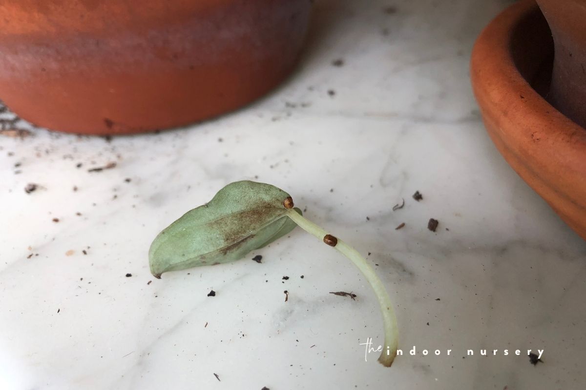 how to get rid of scale on plants