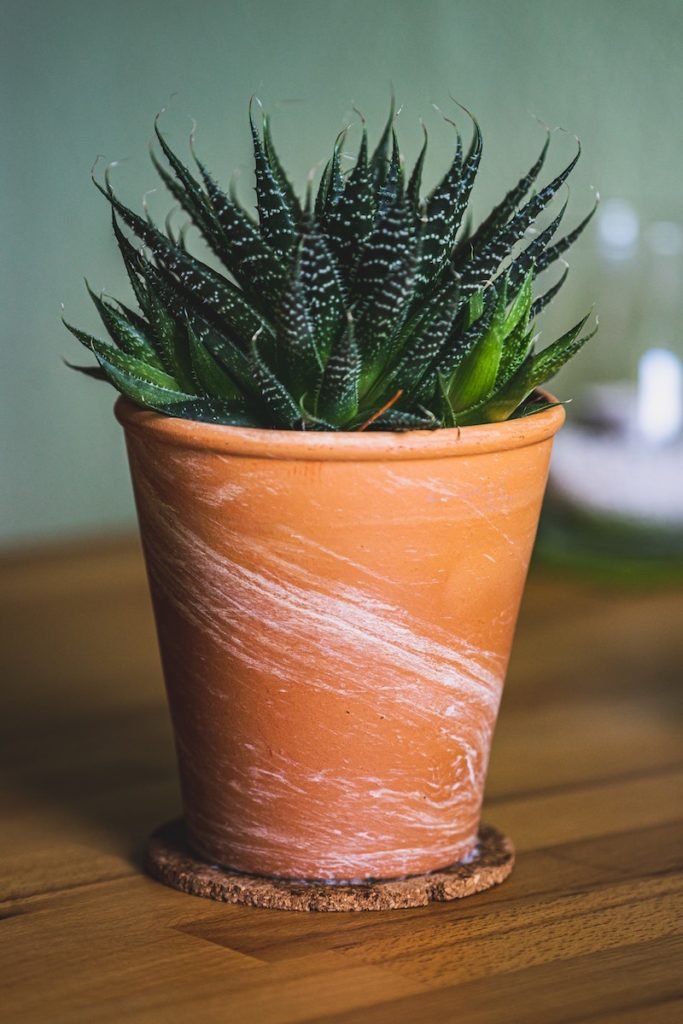 healthy aloe plant