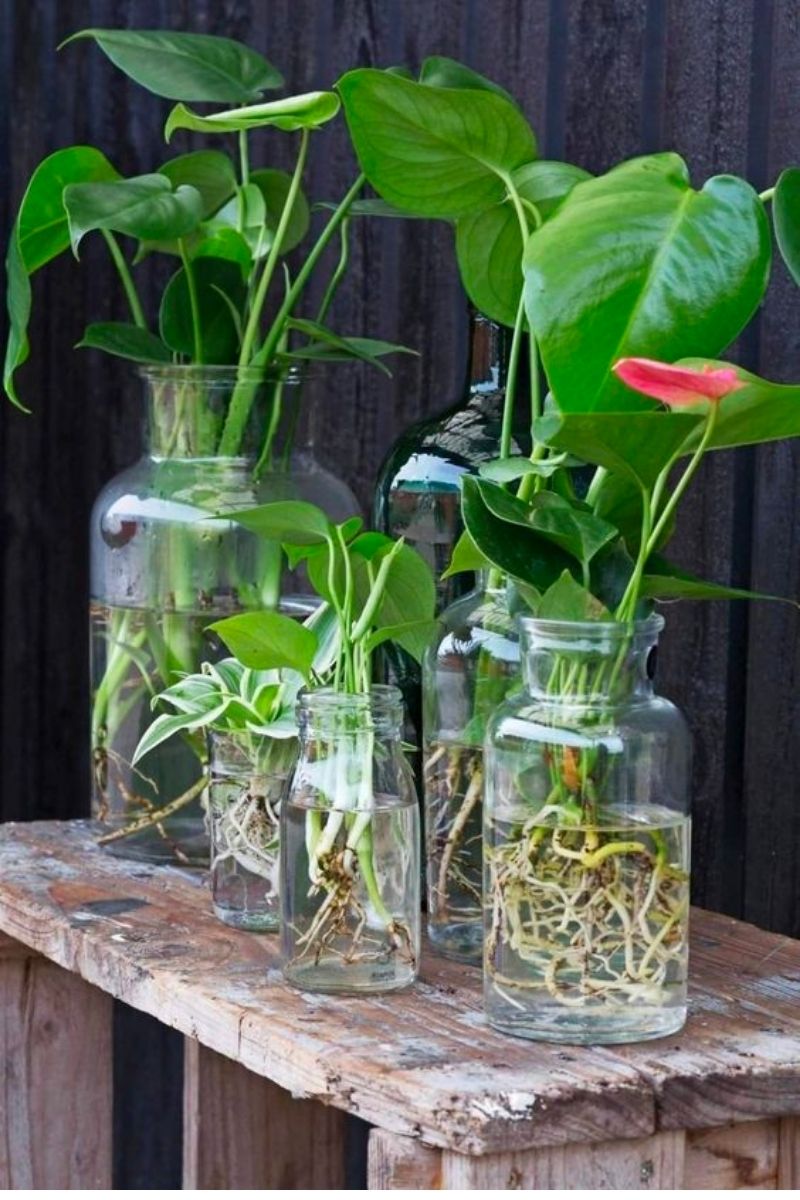 hydroponic houseplants growing in jars