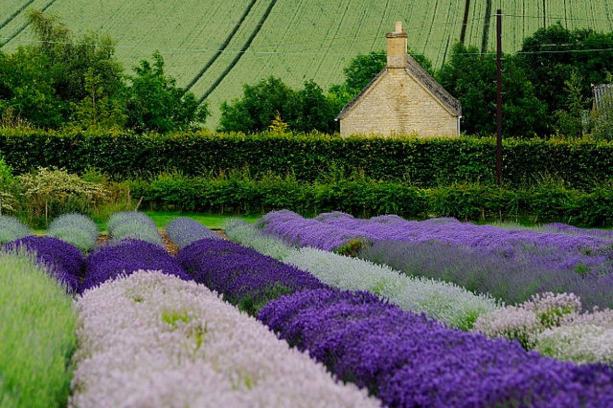 lavender farm England