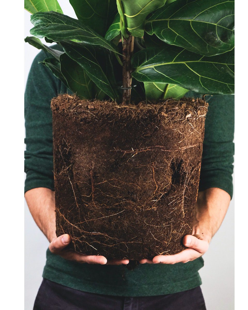 overwatered-fiddle-leaf-fig-roots