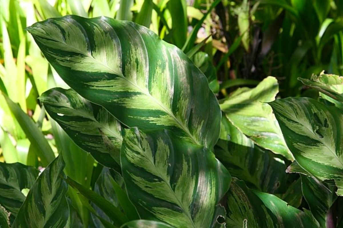 calathea fertilizer should mimic the jungle habitat