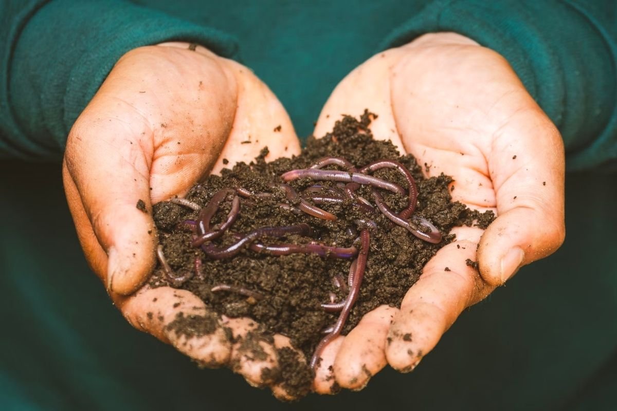 coffee grounds worm compost