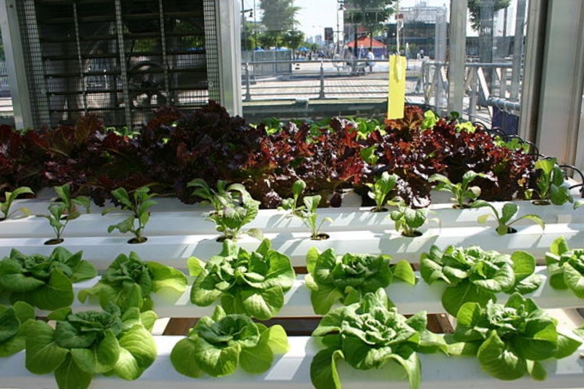 hydroponic lettuce indoors