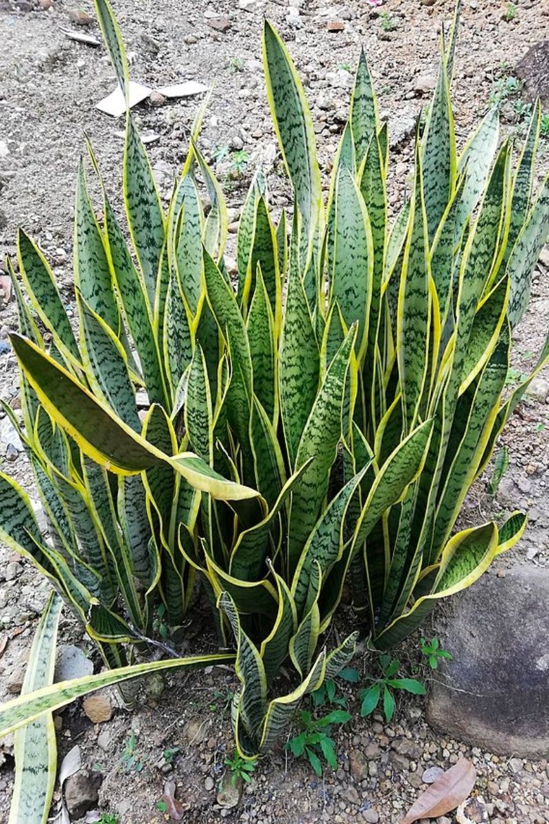 snake plant growing in the wild