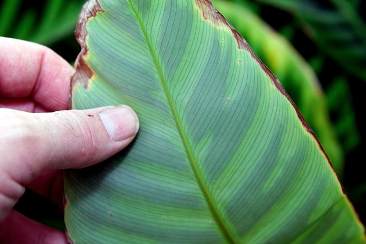 calathea leaf nutrient deficient
