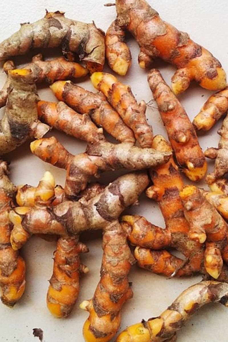 growing turmeric indoors to harvest rhizomes