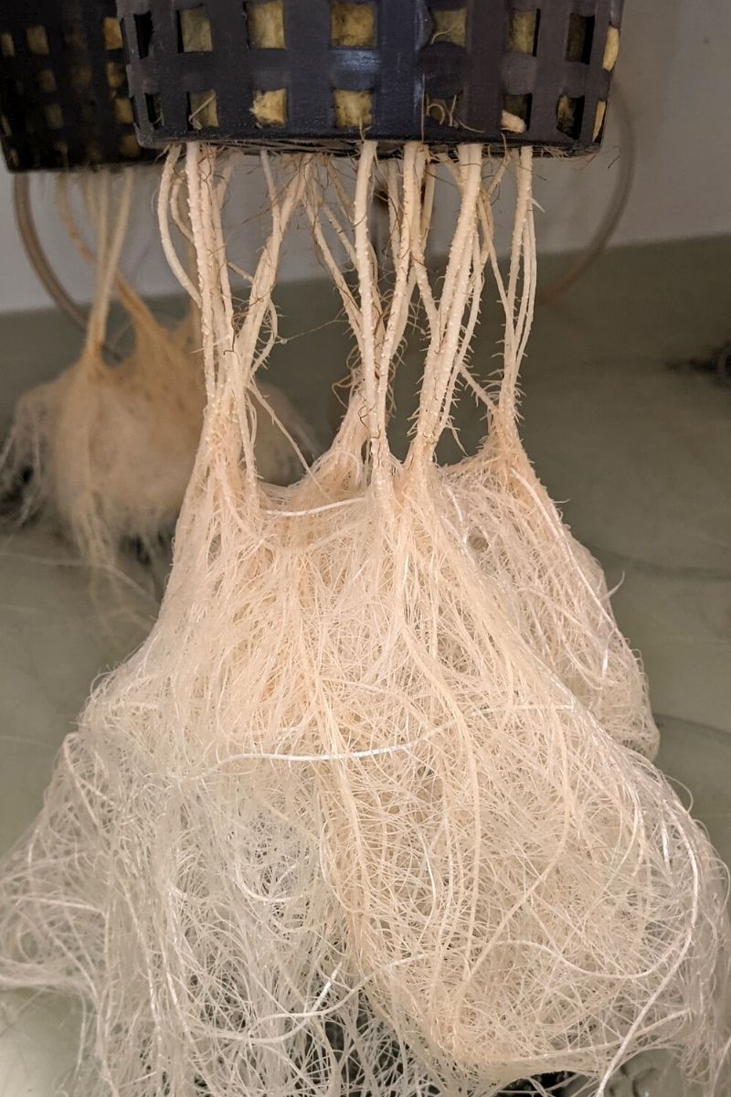 hydroponic plant roots