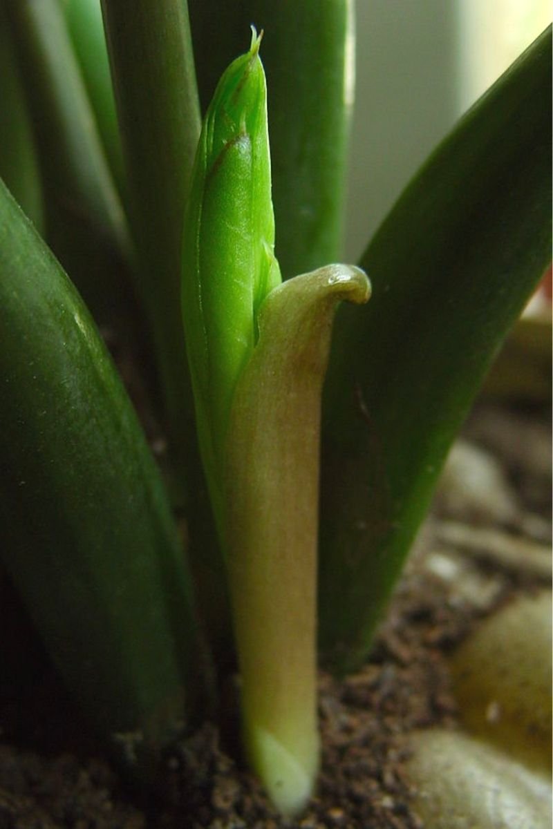 zz plant propagation new shoot split roots