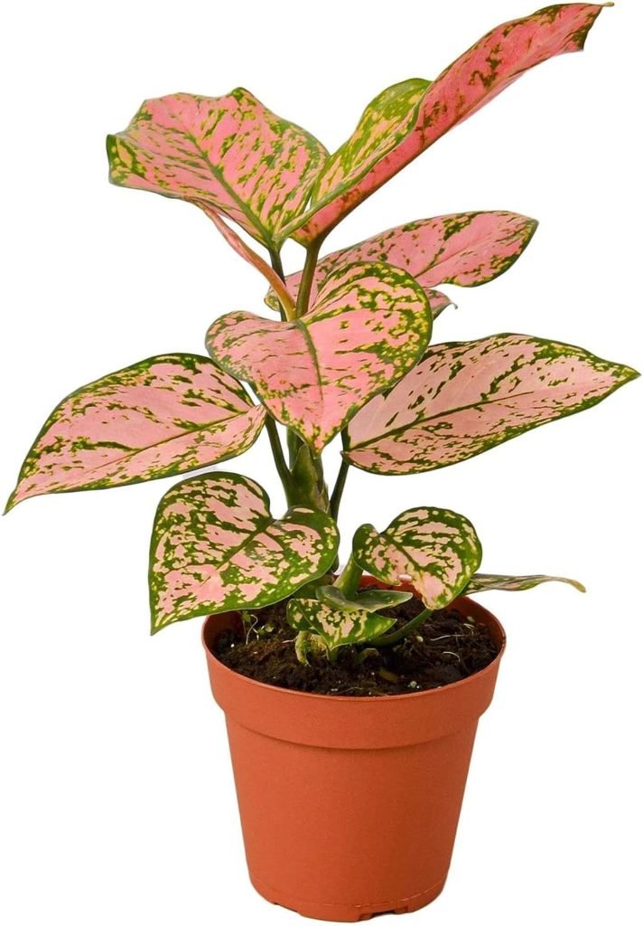 Chinese Evergreen Lady Valentine
