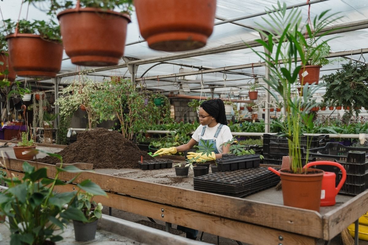 diy plant fertilizer: homemade fertilizer for indoor plants