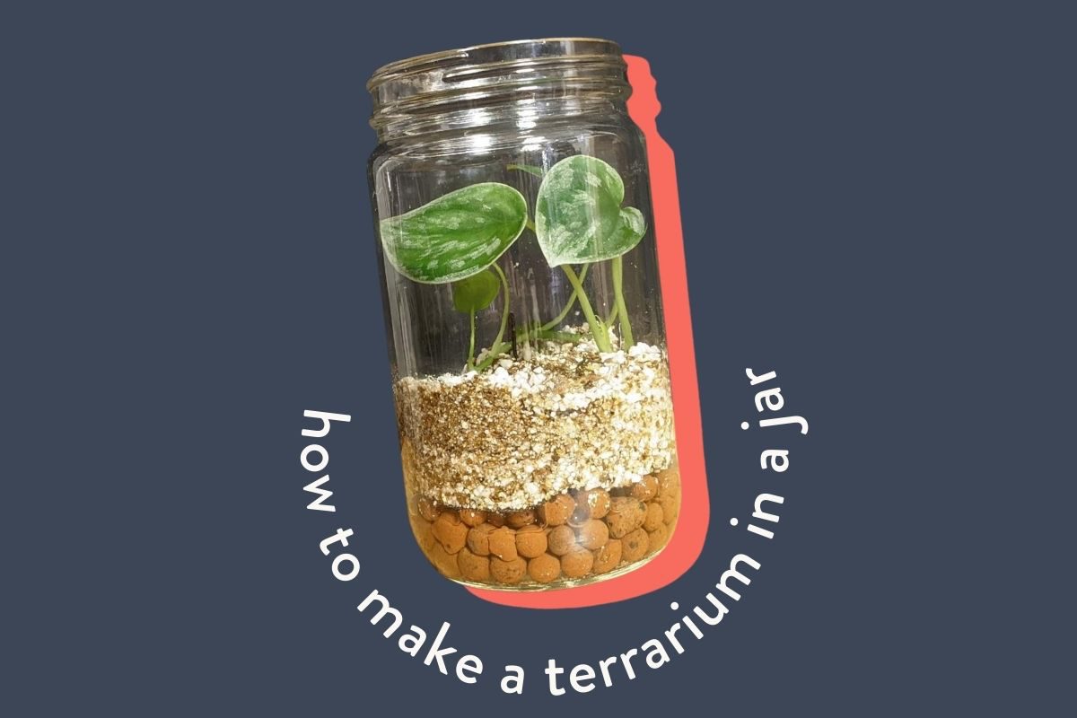 how to make a terrarium in a jar