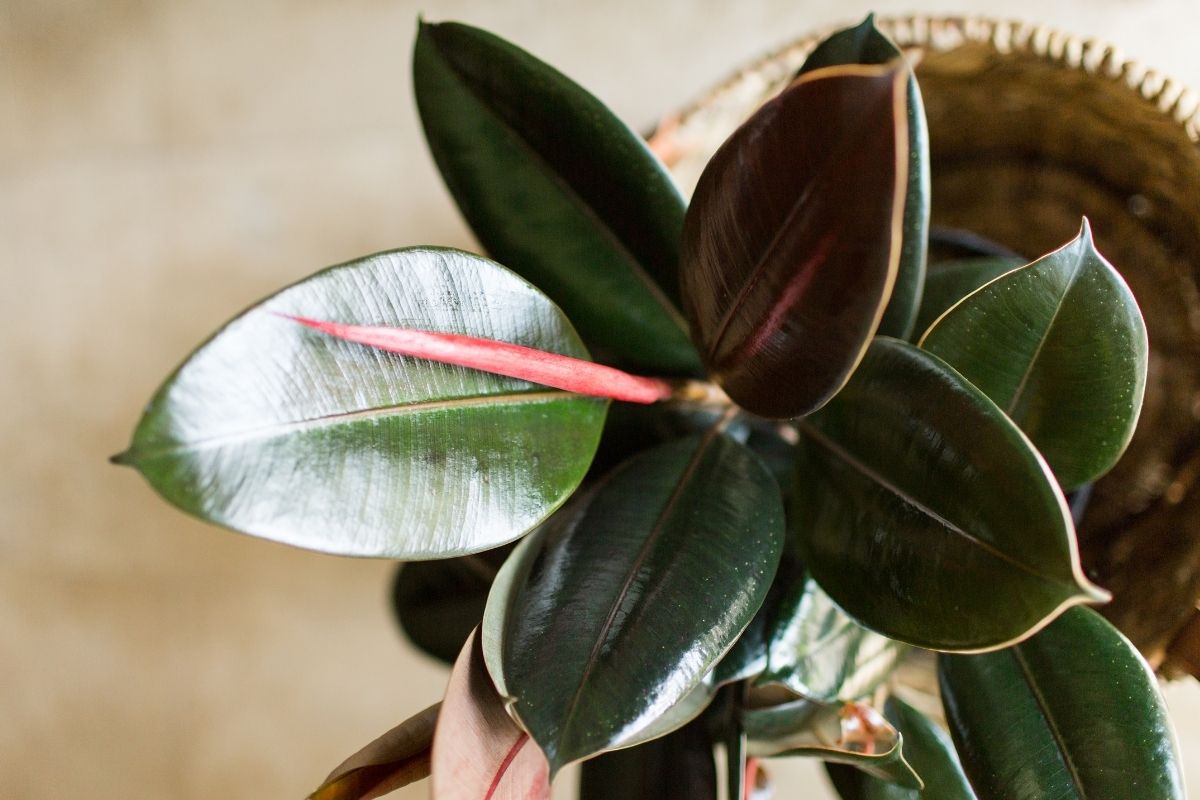 how to make a rubber plant bushy, an expert shares