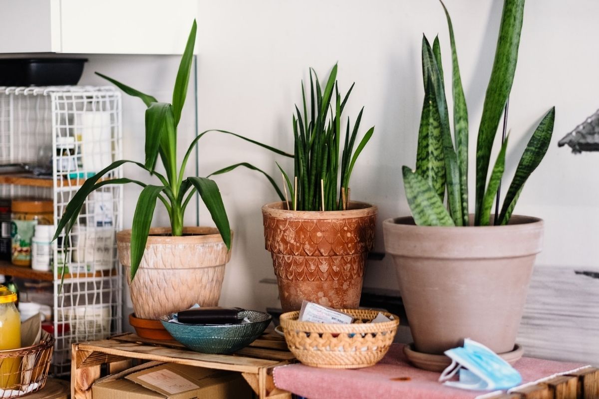 how to choose the best snake plant fertilizer