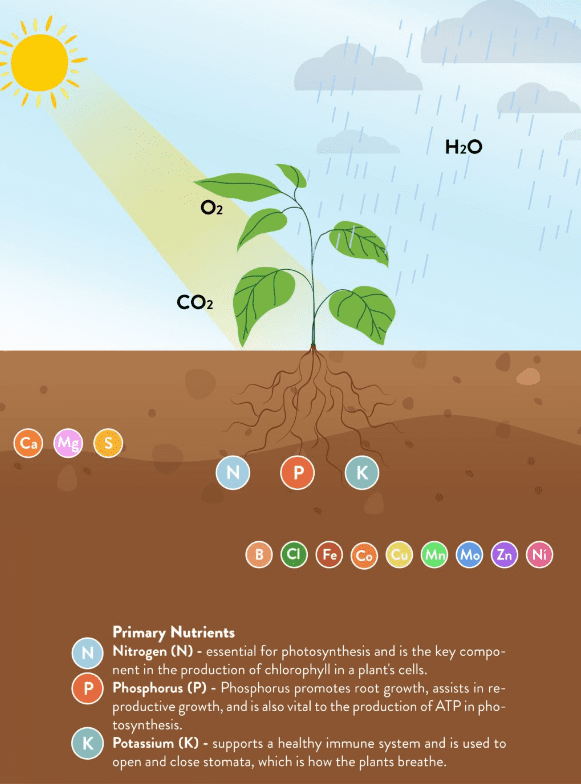 primary macronutrients for plants