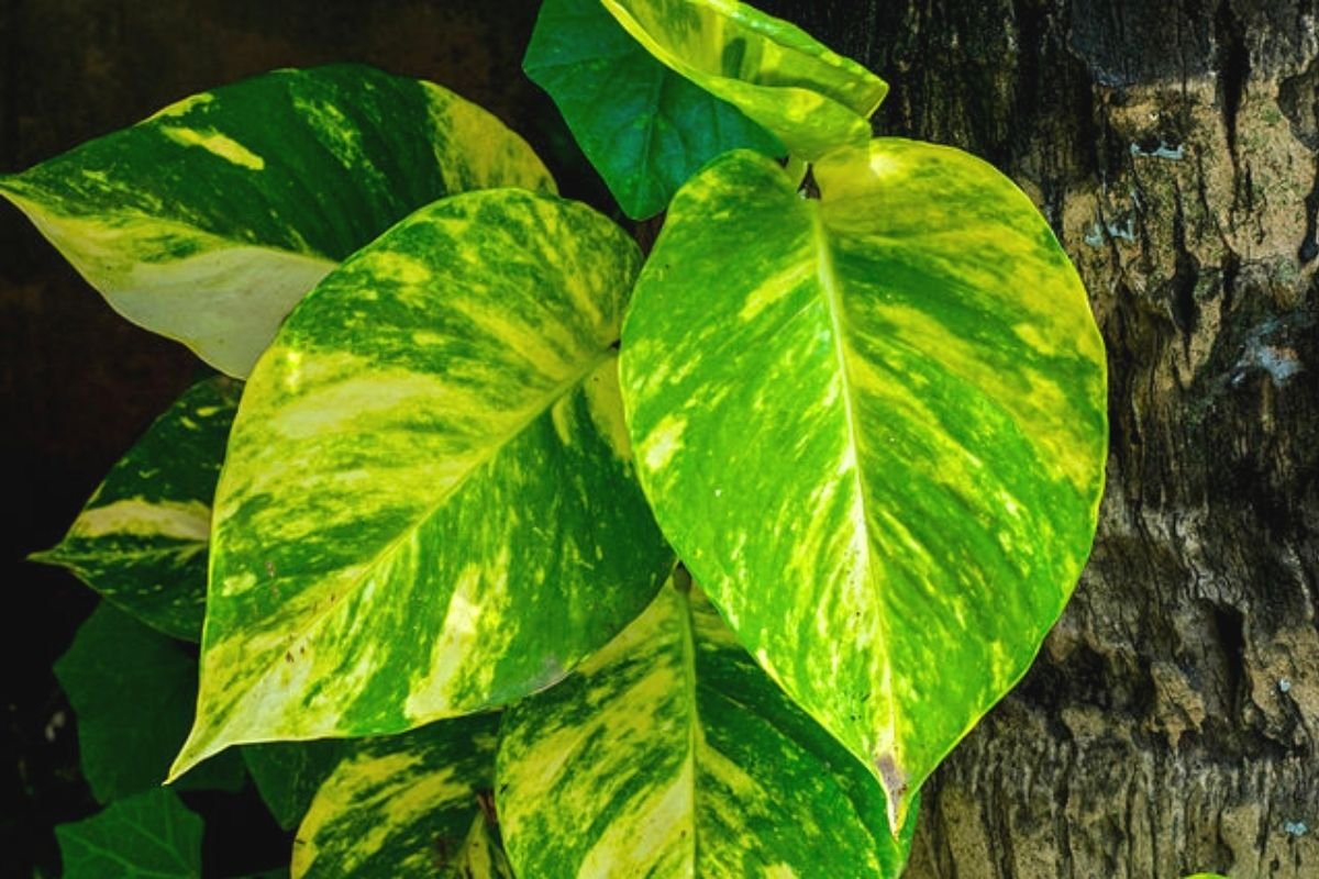 pothos fertilizer to grow vibrant, healthy pothos