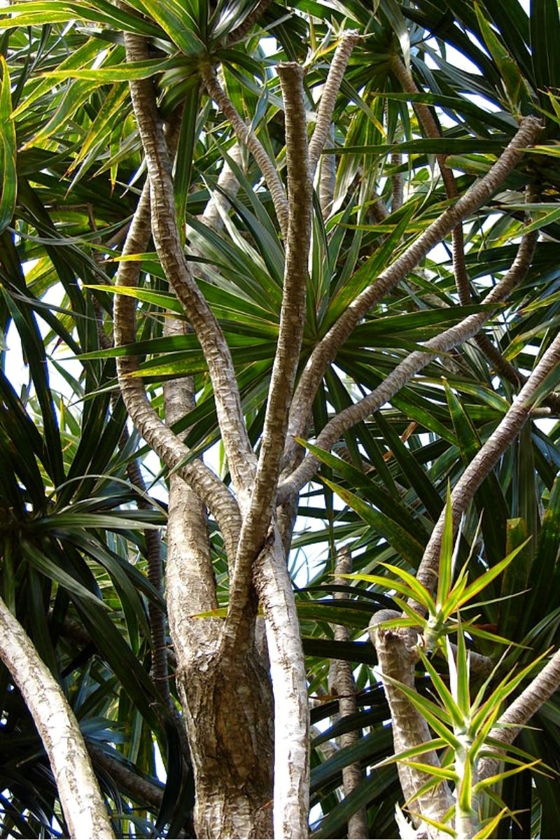 dracaena marginata growing in wild
