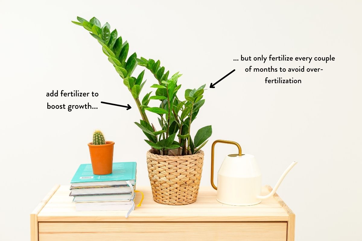 fertilize zz plant