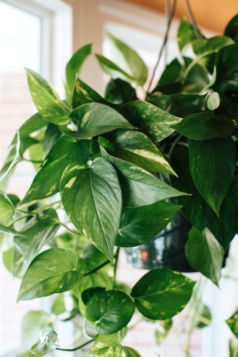 healthy hydrated pothos