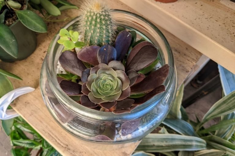 how to set up a terrarium (of any size)
