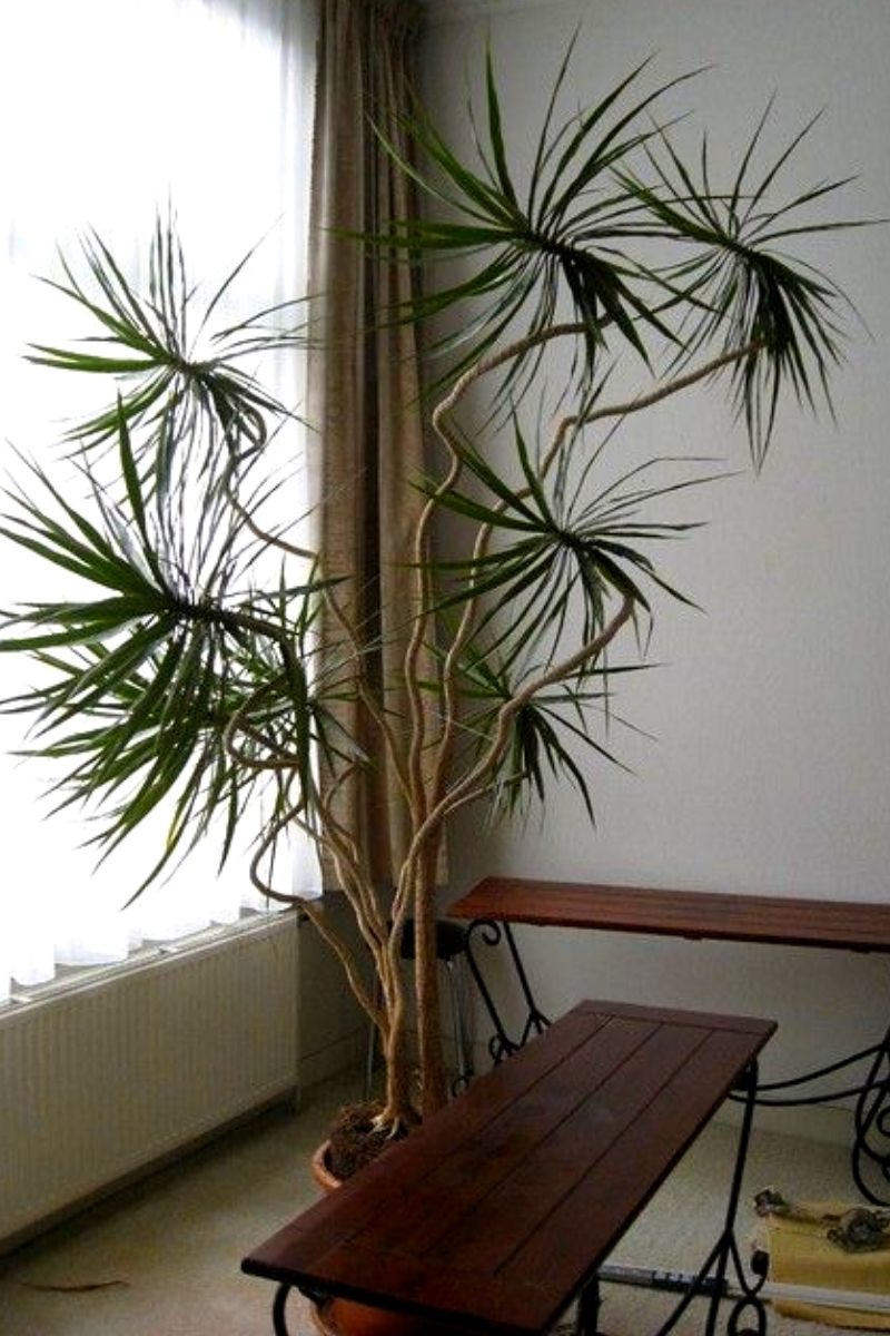 dracaena marginata growing in a home