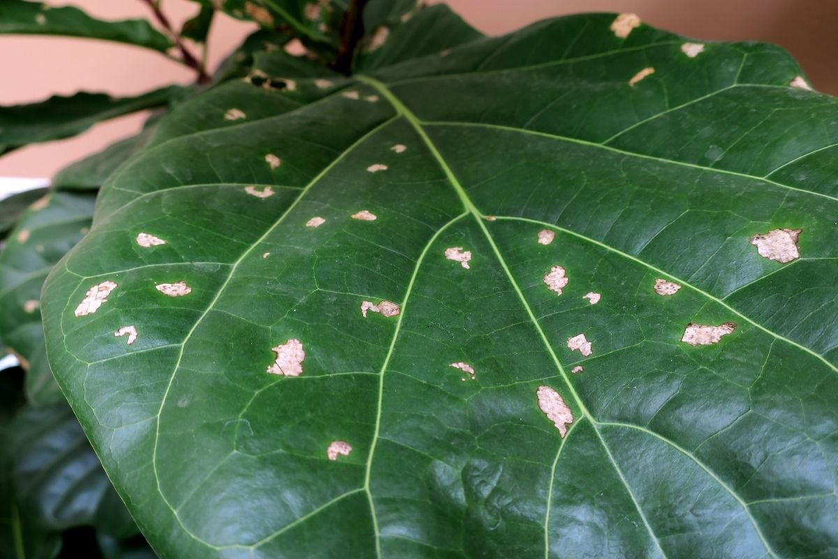 fiddle leaf fig brown spots