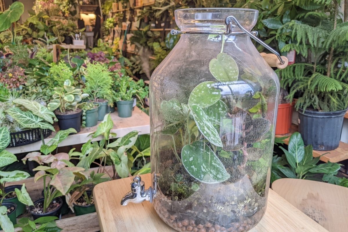 how to set up a terrarium (of any size)