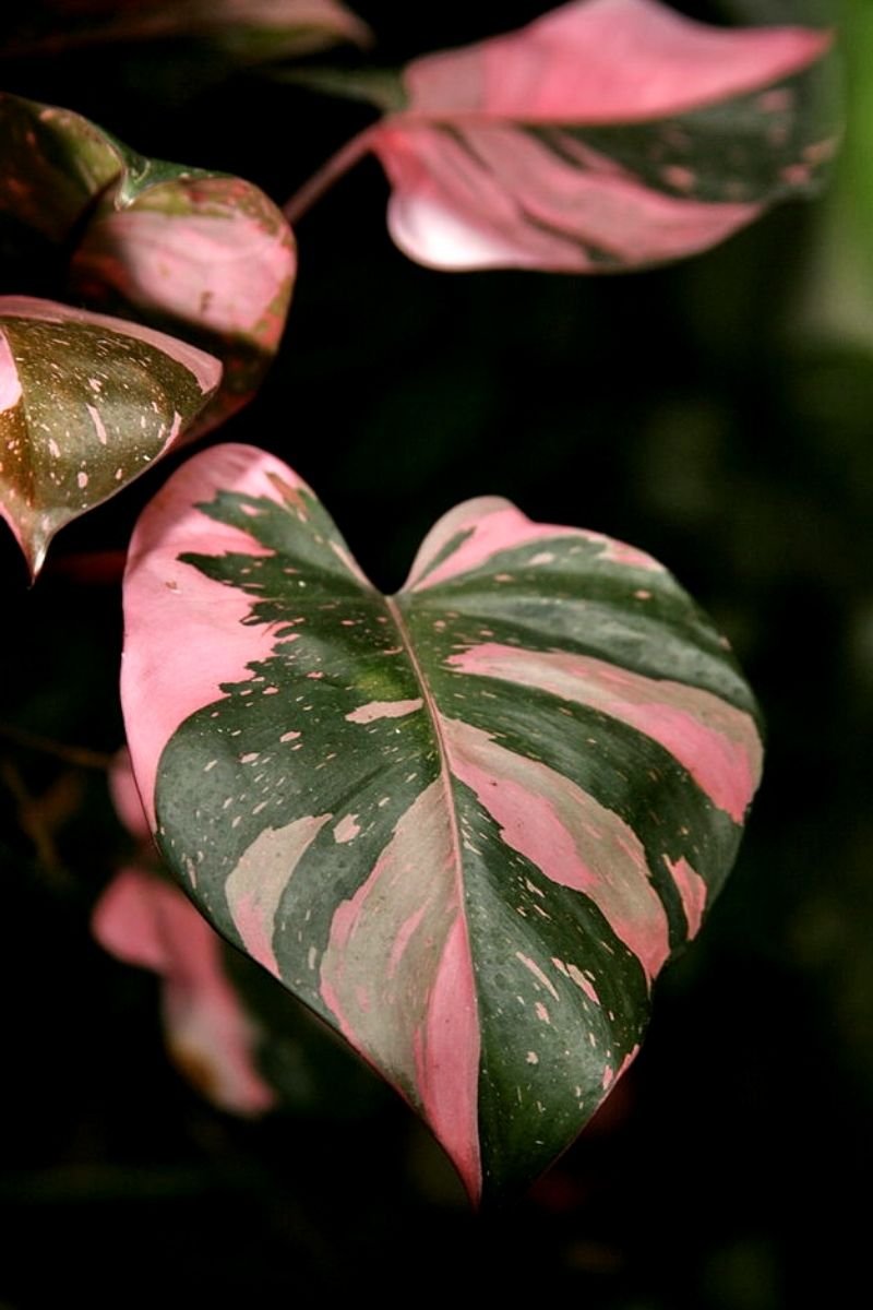  pink princess philodendron light