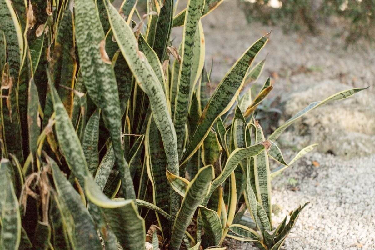 brown tipped snake plant