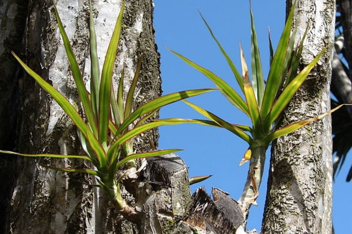 dracaena marginata growing after pruning