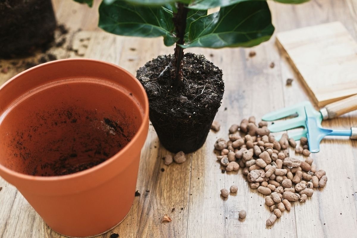 fiddle leaf fig repot 2