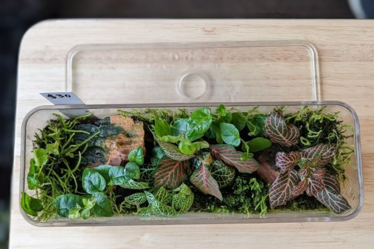 how to set up a terrarium (of any size)